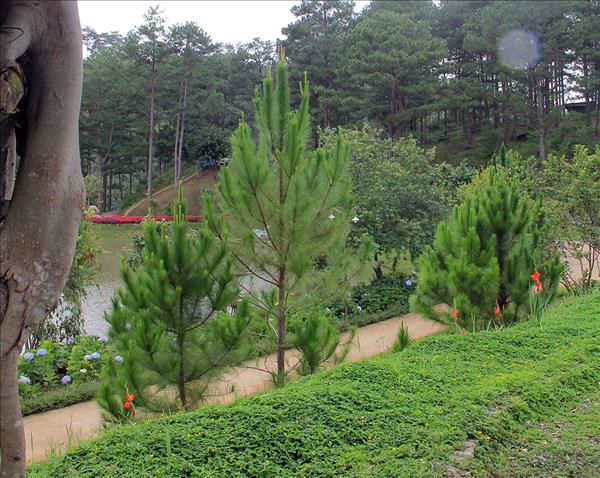 Lâm Đồng: Đề nghị cung cấp thông tin, tài liệu liên quan đến các dự án trồng, chăm sóc cây xanh/chỉnh trang đô thị