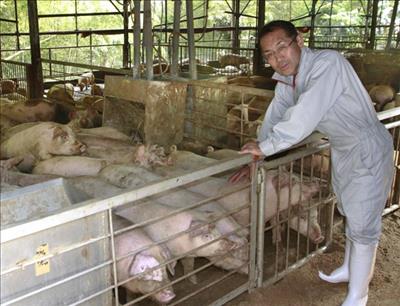 Những trang trại nuôi lợn độc đáo