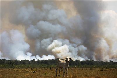 Brazil: Nạn phá rừng ở Amazon đã giảm nhưng vẫn ở mức cao