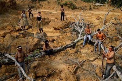 Nạn phá rừng Amazon ở Brazil tăng lên mức cao nhất trong 15 năm