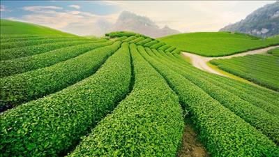 Việt Nam phấn đấu vào Top 15 về nông nghiệp hữu cơ