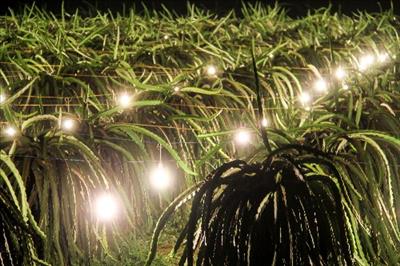 Sử dụng đèn LED phục vụ hiệu quả sản xuất nông nghiệp