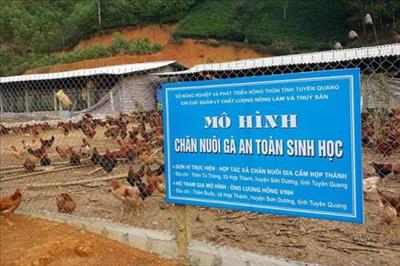 Tuyên Quang: Nhân rộng nuôi gà thịt an toàn sinh học