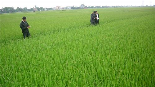 Triển khai thực hiện thí điểm đề án trồng lúa chuyên canh chất lượng cao