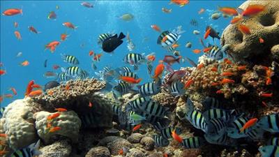 Nước biển ấm lên - mối nguy hiểm đối với hệ sinh thái đại dương