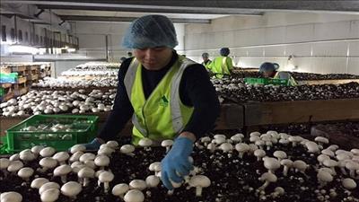 Việt Nam tham gia Chương trình lao động nông nghiệp tại Australia