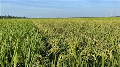 Xây dựng chuỗi giá trị lúa gạo chất lượng cao, lúa gạo đặc sản Bình Thuận