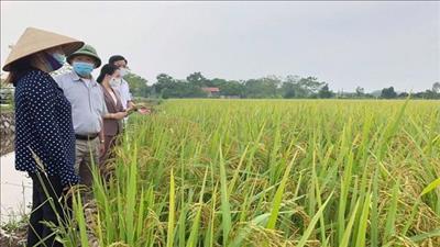 Hà Nội phấn đấu nhân rộng sản xuất nông nghiệp theo hướng hữu cơ 
