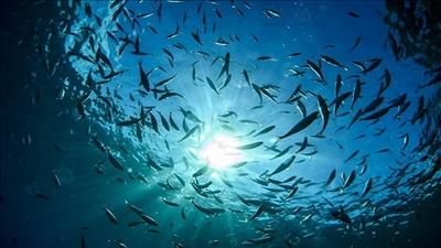 Liên Hợp Quốc họp Hội nghị liên chính phủ về bảo vệ và bảo tồn đại dương