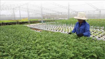 Hợp tác phát triển nông nghiệp hữu cơ tại Thừa Thiên Huế