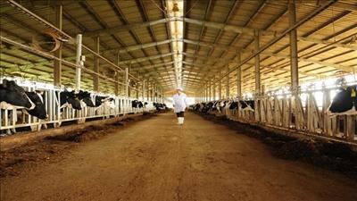 Khởi công dự án bò sữa công nghệ cao 10.000 con ở Cao Bằng