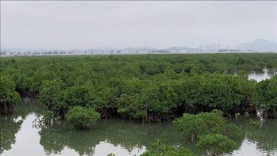 Bảo vệ, phát triển rừng vùng ven biển ứng phó với biến đổi khí hậu