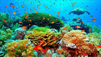 Số lượng sinh vật biển giảm mạnh nếu nền nhiệt trái đất ấm lên