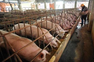 Trung Quốc hủy mua thịt lợn Mỹ: Người Việt sẽ ăn thịt lợn Mỹ giá rẻ