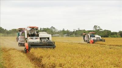 Xuất khẩu lúa gạo tăng mạnh, lập kỷ lục