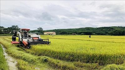 Nam Trung Bộ, Tây Nguyên sản xuất lúa thắng lợi trong điều kiện thời tiết khắc nghiệt