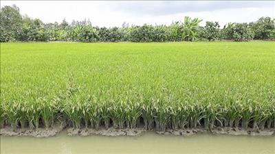 Sóc Trăng triển khai hiệu quả dự án sản xuất lúa an toàn, giảm thiểu ô nhiễm môi trường