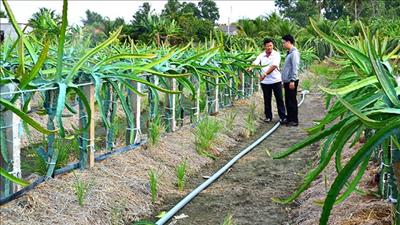 Ứng dụng công nghệ sản xuất nông nghiệp giảm phát thải tại Bình Thuận
