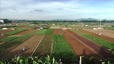 TP Hà Nội phát triển nông nghiệp đô thị tạo không gian xanh 