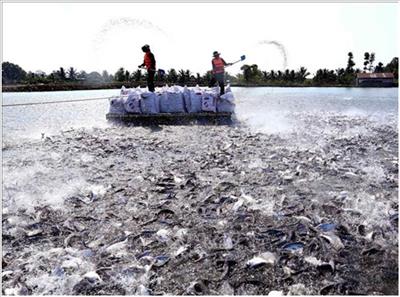 Bộ Khoa học và Công nghệ đồng hành với Đồng bằng sông Cửu Long để xử lý ô nhiễm ao nuôi cá tra