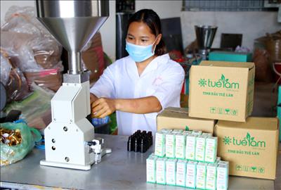 Bình Liêu, Quảng Ninh: Đa dạng sản phẩm thảo dược