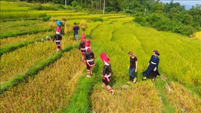 Ngày mùa ở Bình Liêu (Quảng Ninh)