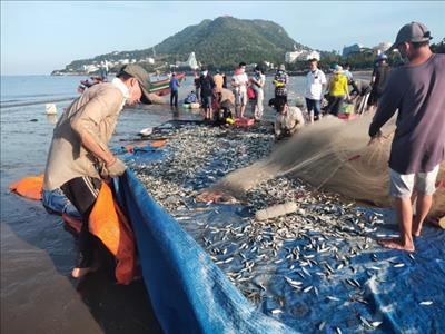 Vũng Tàu: Ngư dân được mùa cá trích