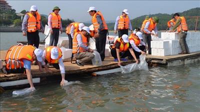 Quảng Nam thực hiện Đề án bảo vệ môi trường trong hoạt động thủy sản