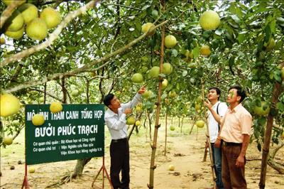 Thêm một nông sản Việt được đưa lên sàn thương mại điện tử