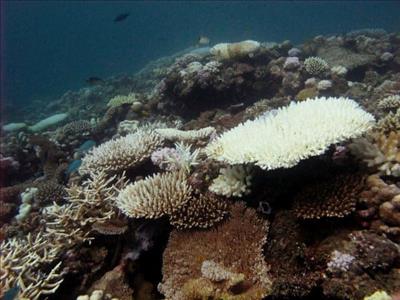 Hệ thống rạn san hô từ Seychelles đến vùng Delagoa có nguy cơ tuyệt chủng 