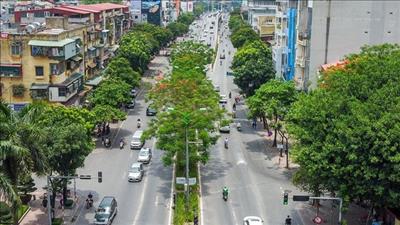 Hà Nội sắp hoàn thành kế hoạch trồng 600 nghìn cây xanh