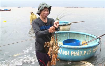 Phú Yên: Tôm hùm nuôi lồng chết hàng loạt