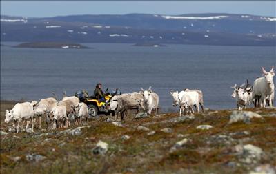 Na Uy: Hai trang trại điện gió lớn đã bị tước giấy phép vì gây nguy hiểm cho chăn nuôi tuần lộc