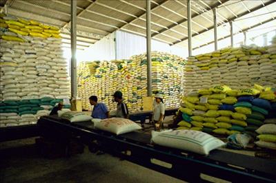 Giá gạo của Việt Nam đang cao hơn giá gạo của nhiều nước