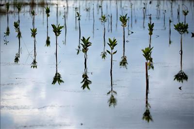 Indonesia chuẩn bị để tài trợ cho việc phục hồi rừng ngập mặn