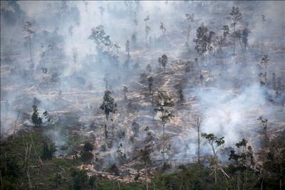 Indonesia chấm dứt hiệp ước phá rừng với Na Uy, với lý do không thanh toán
