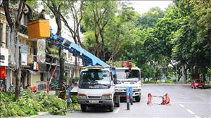 Hà Nội: Phòng ngừa mưa bão, hơn 70.000 cây xanh được cắt tỉa