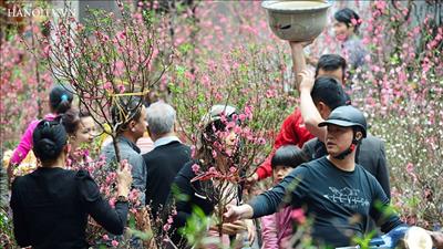 Hà Nội: Miễn phí thuê mặt bằng đối với các hộ bán hoa, cây cảnh dịp tết
