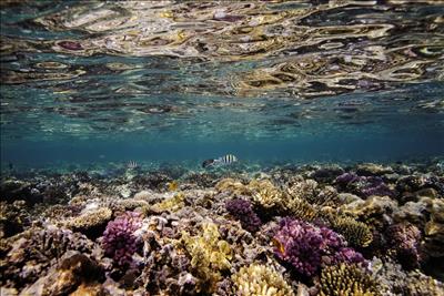 Biến đổi khí hậu đang giết chết các rạn san hô trên thế giới