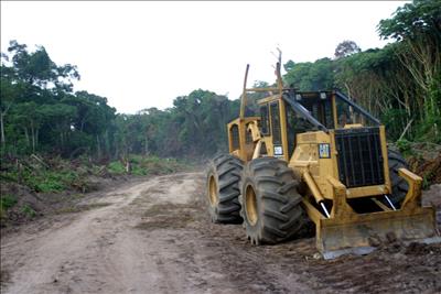 Congo cấm xuất khẩu gỗ tròn để giảm áp lực lên rừng