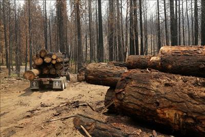 COP26: Hơn 100 nhà lãnh đạo toàn cầu cam kết chấm dứt nạn phá rừng vào năm 2030