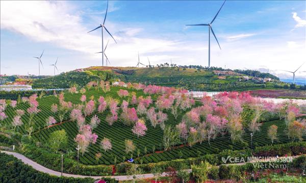 Mai anh đào Đà Lạt: biểu tượng mĩ cảm, năng lượng văn hóa 