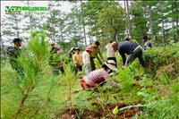 Xã hội hóa trồng cây lâm nghiệp khôi phục rừng phát triển bền vững 