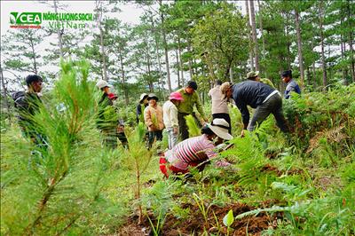 Xã hội hóa trồng cây lâm nghiệp khôi phục rừng phát triển bền vững 