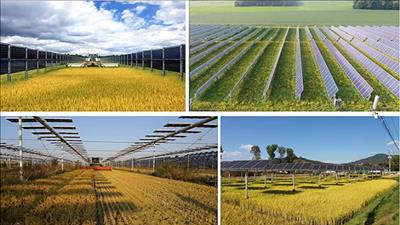 Thúc đẩy phát triển các giải pháp điện mặt trời kết hợp nông nghiệp