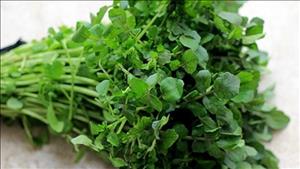 Lợi ích sức khỏe của cải xoong