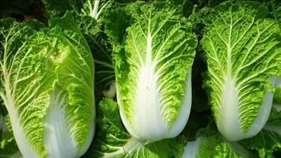 Lợi ích của cải thảo với sức khỏe