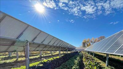 Thị trường tín chỉ carbon - đường đến Net Zero