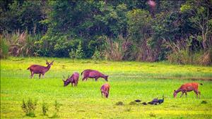 Vườn quốc gia Cát Tiên đạt danh lục xanh IUCN