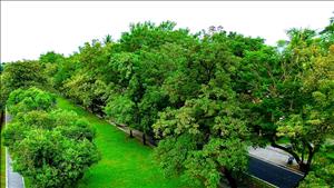 Phát động Chương trình Vì một Việt Nam xanh năm 2025